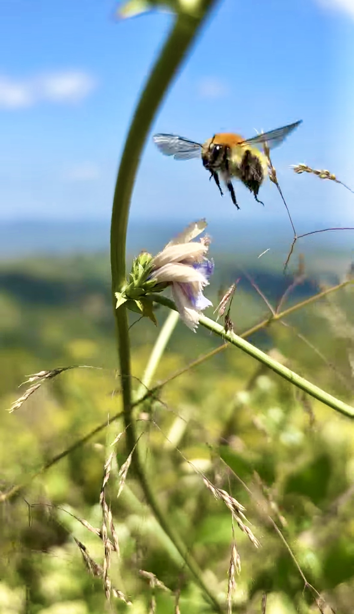 Bee