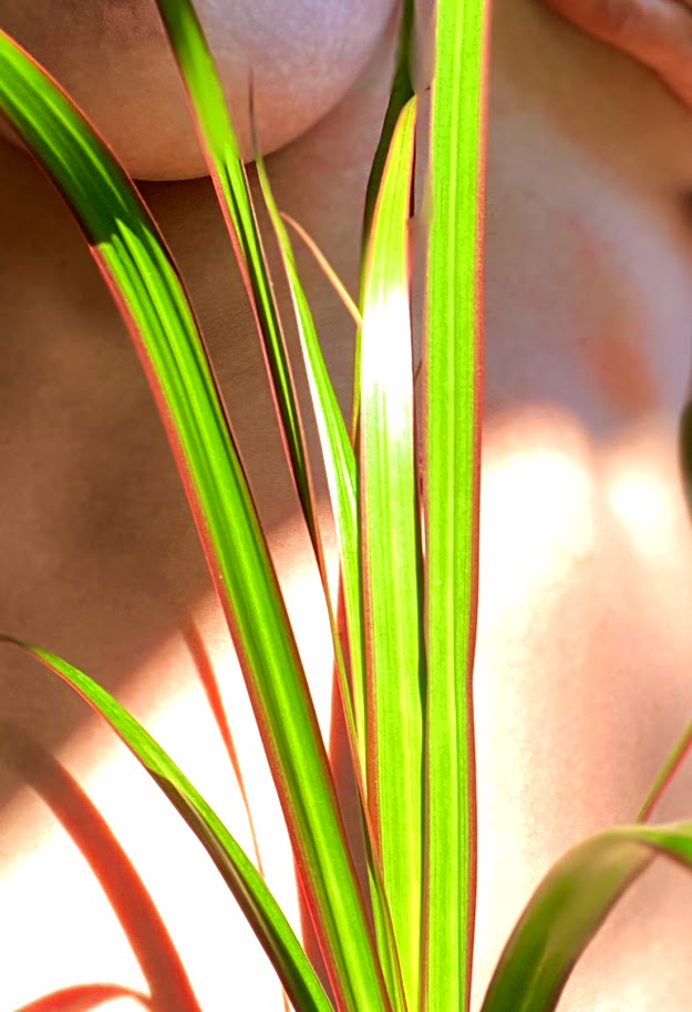 Leaf