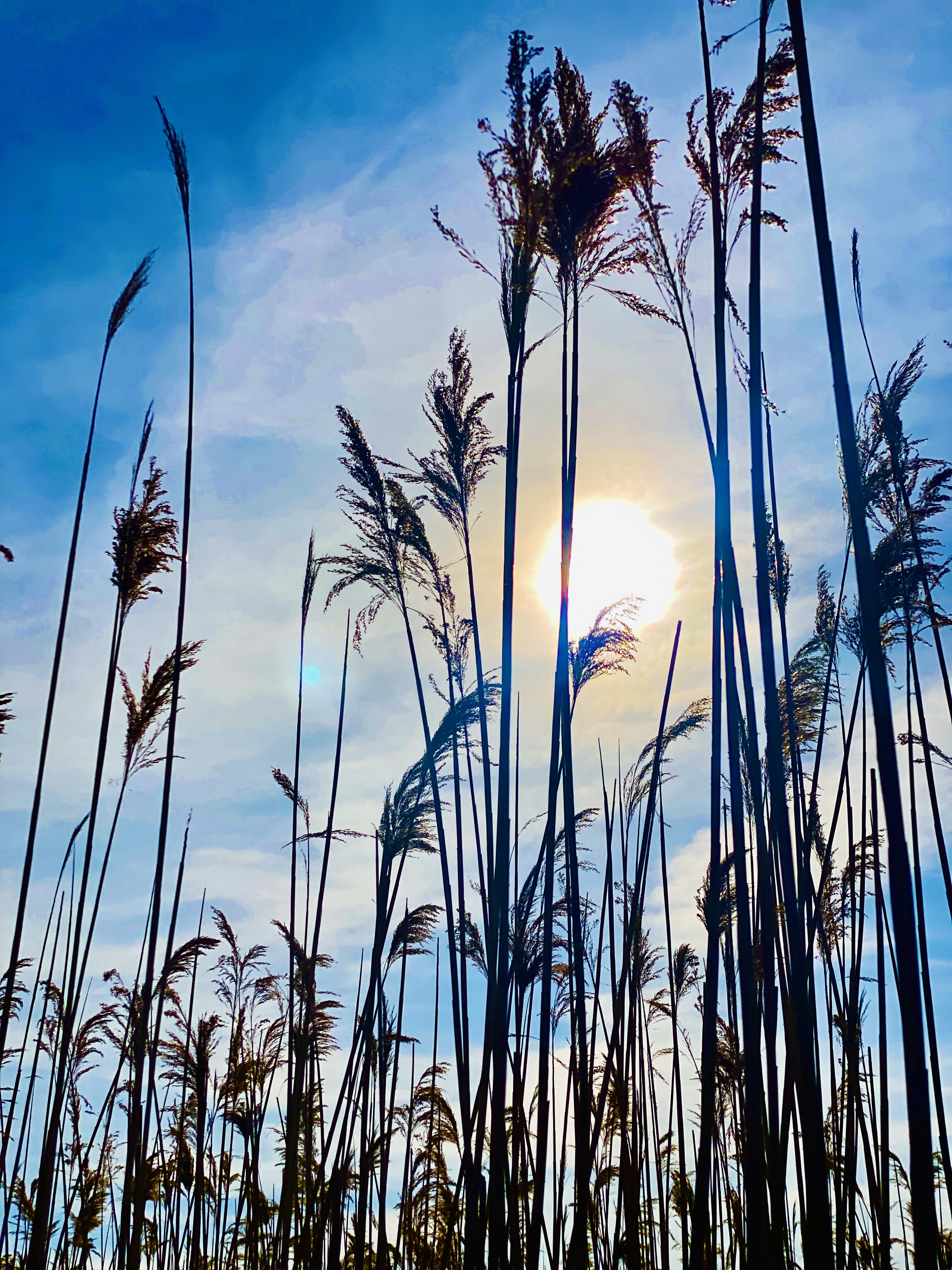 Reeds